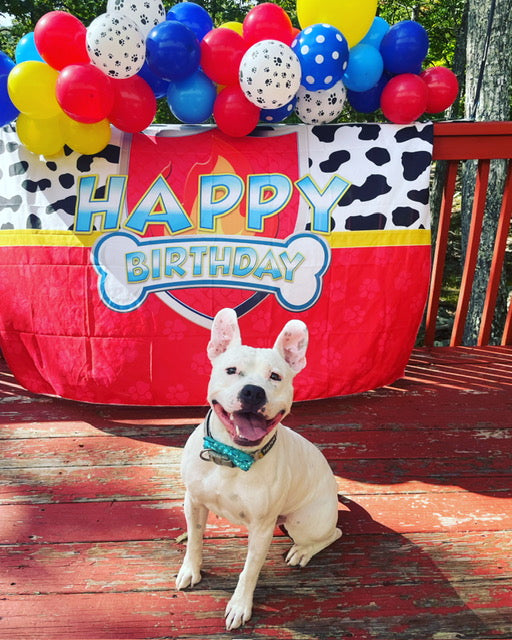 Pet Party